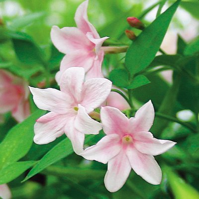 Amazon | 薫る ジャスミン ステファネンセ 1株 かわいい桃花品種 | 花