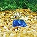 Penn-Plax Squirt Mini Aquarium Ornament for Finding Nemo - Fun Decoration for Your Smaller Tank with This Friendly Turtle Riding a Wave