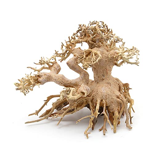 J~n^ iBONSAI ܗt S   CAEg  ANAE 