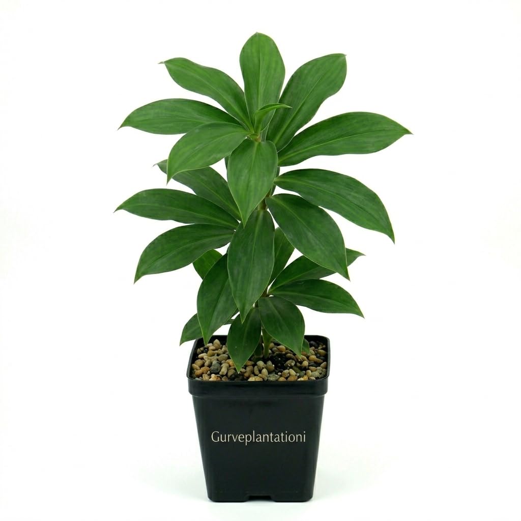 Gurveplantationi Insulin Plant Perennial Herb for Diabetes Costus Igneus Hyperglycemia Spiral Ginger Ayurvedic Remedy Live Support Natural Blood Sugar Control Herbs with Pot (Pack of 1)-image-37