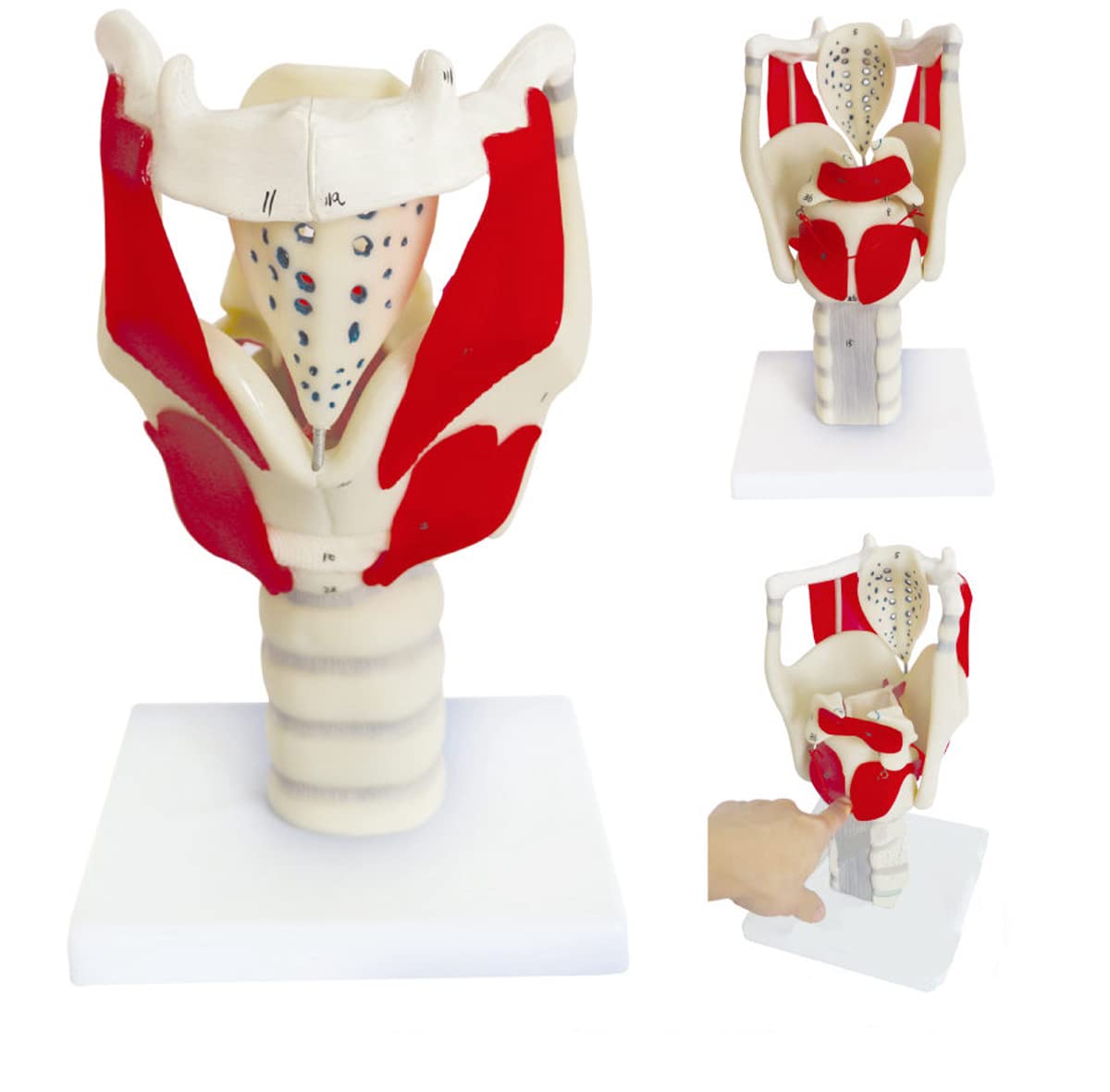 Buy 3X Human Larynx Neck Structure of Anatomical Model Function Anatomy