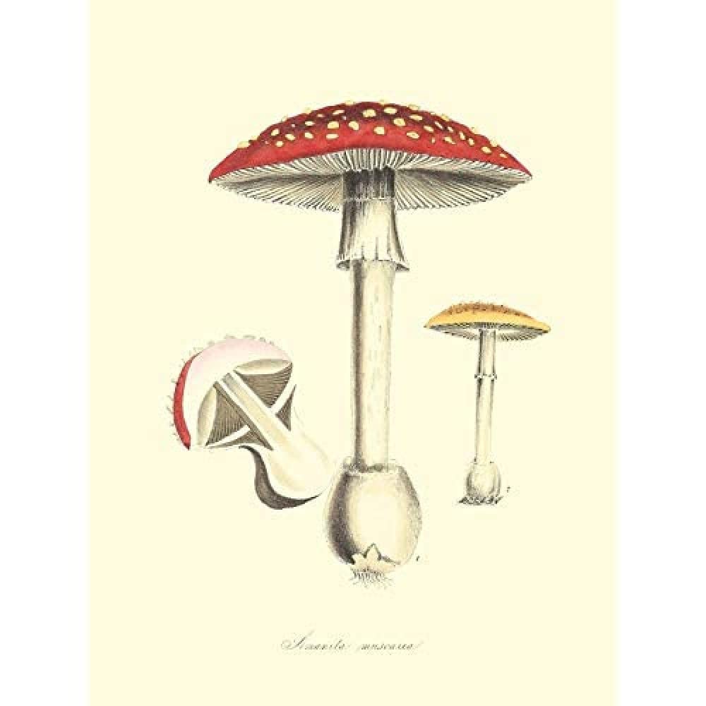 Wee Blue Coo Fungus Amanita Muscaria Fly Agaric Magic Mushroom Unframed Art Print Poster Wall Decor 12x16 inch