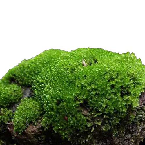 XIYAO 100PCS Moss Seeds Groundcover Herbs Plant Mixture Ornamental Grass Plants Decorative Grass Seeds for Balcony, Garden
