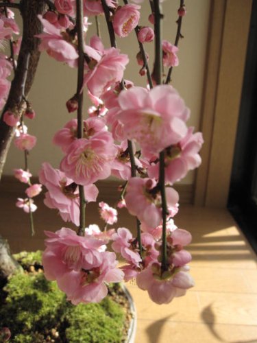 Amazon.co.jp: 八重の 梅盆栽 枝垂れ梅盆栽 しだれ梅の 八重咲の花と