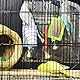 1 x Vogelspiegel mit Glocke, interaktives Spielzeug für Wellensittiche, Sittiche, Sittiche, Haustierbedarf, zufällige Farbe