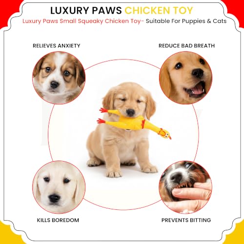 Image of Hen Chicken Squeaky Dog Toy - Medium Pack of 2