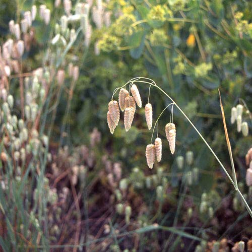 Wafer Grasses - Briza Maxima, Quaking Grass - 225 Seeds
