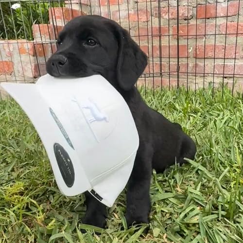 Gorra ajustable de ajuste flexible ideal para regalar a amantes de los perros 8