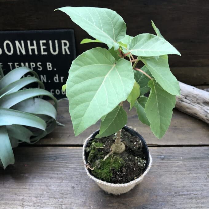 Amazon｜フィカス パルメリ 塊根植物 ハートの葉っぱ 観葉植物｜観葉
