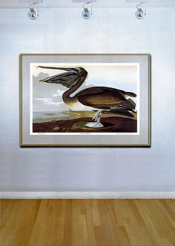 Miniatura 2 de Audubon"Brown Pelican" Big Birds of North America Art Edition - Impresión artística