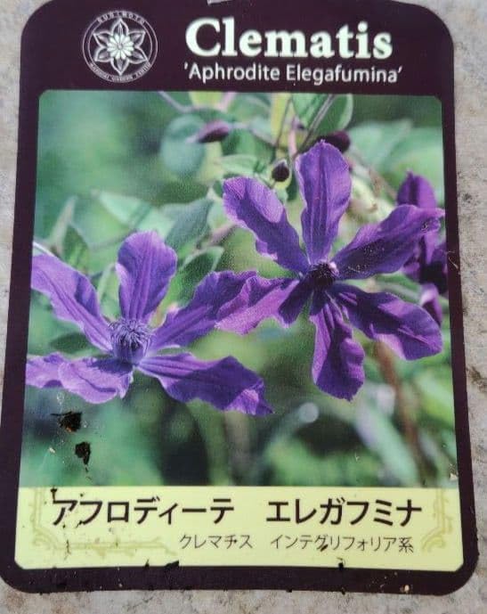Amazon｜アフロディーテエレガフミナ クレマチス 苗｜観葉植物