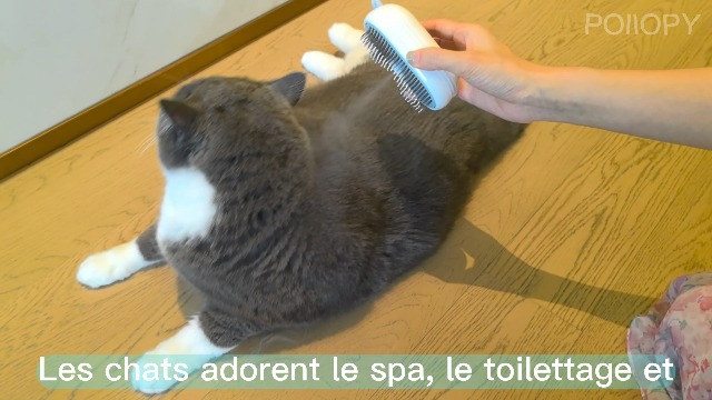 Brosse à Poils Morts Pour Chat Et Chien – Fonction Vapeur, Autonettoyante, Rechargeable USB – 2 Minutes De Toilettage
