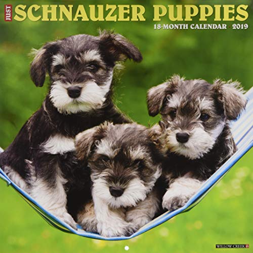 Just Schnauzer Puppies 2019 Wall Calendar (Dog Breed Calendar)