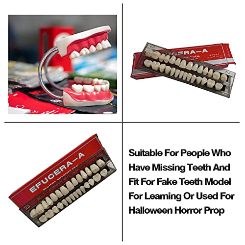 Ceonam 56 Pcs False Teeth Dental Complete Acrylic Resin Denture Teeth, 2 Set Whole Teeth Synthetic Polymer Denture Tooth, 23 Shade A2 Upper + Lower Dental Materials thumb #4
