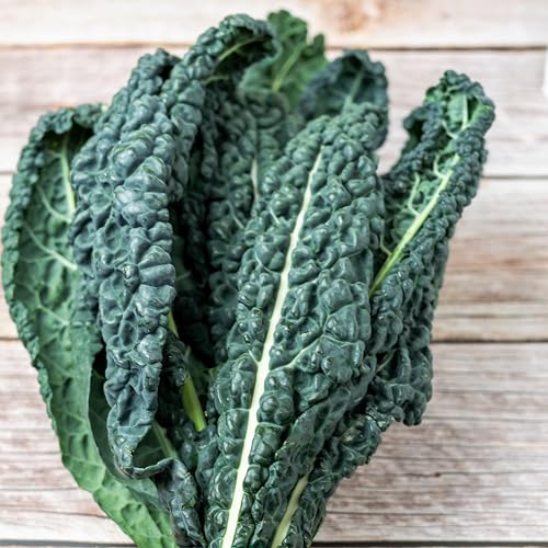 PREMIER SEEDS DIRECT - Kale - Nero DI Toscana - Black Tuscan - 4.5 gm - Approx 1,020 Seeds