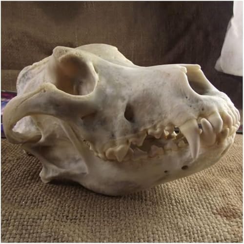 Modèle de tête de crâne de chien pour décoration de maison et fête Halloween