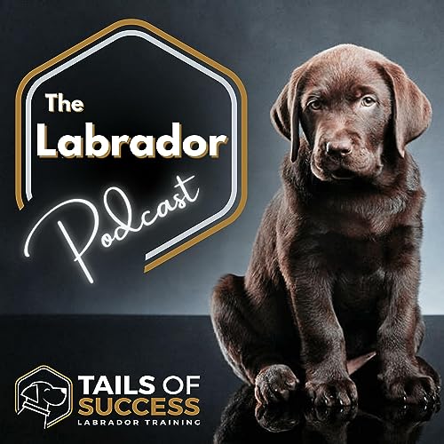 #34 - Labrador Adolescence, Castration, and Training. - All about Freddie