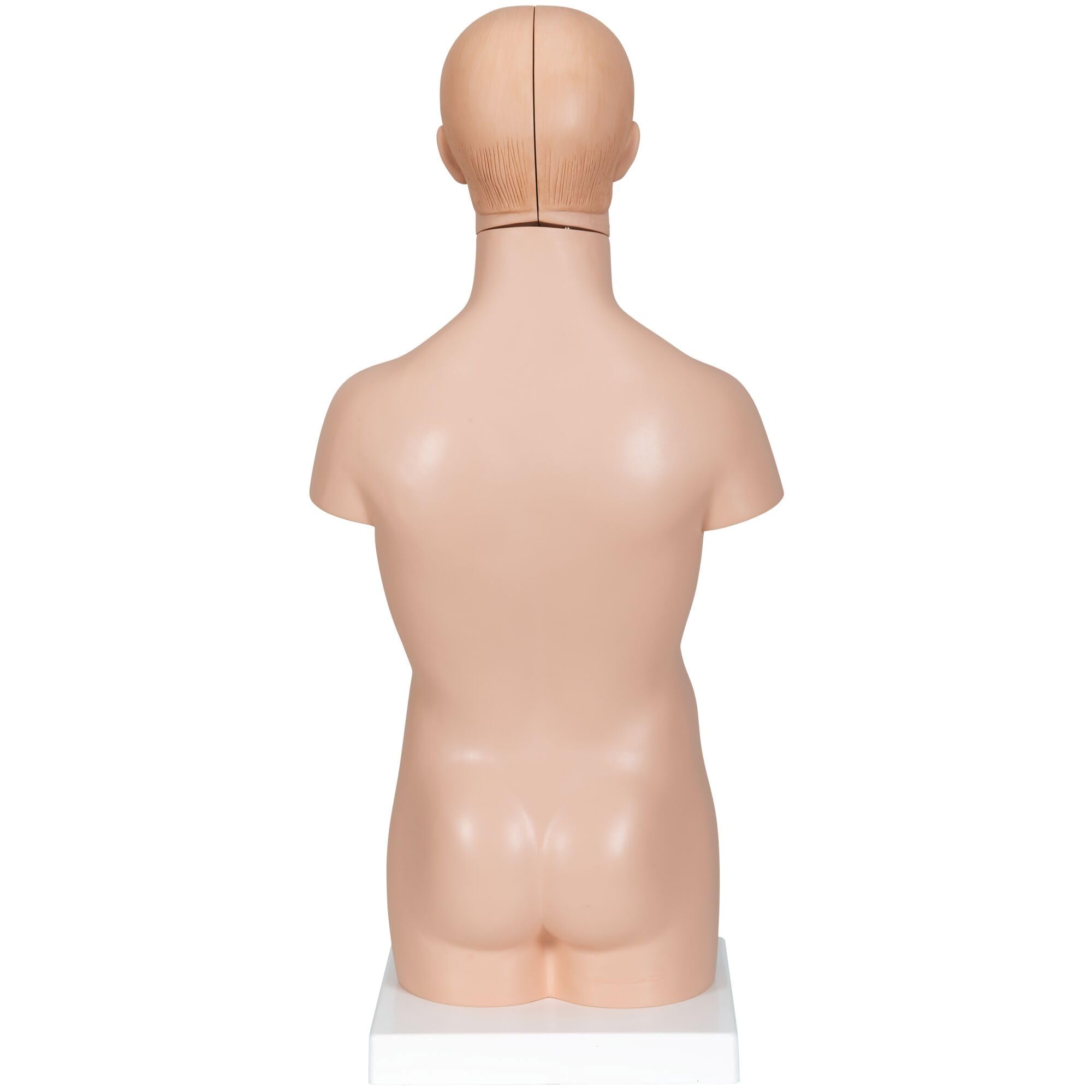 3B Scientific B22 Mini Torso, in 12 Parti + software gratuito di anatomia - 3B Smart Anatomy