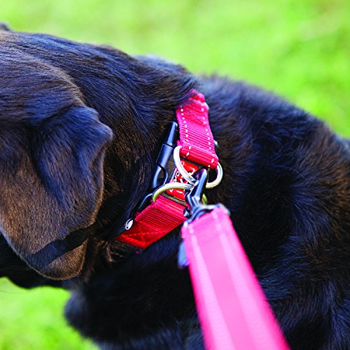 image for EzyDog Double Up Premium Nylon Dog Collar with Reflective Stitching - 