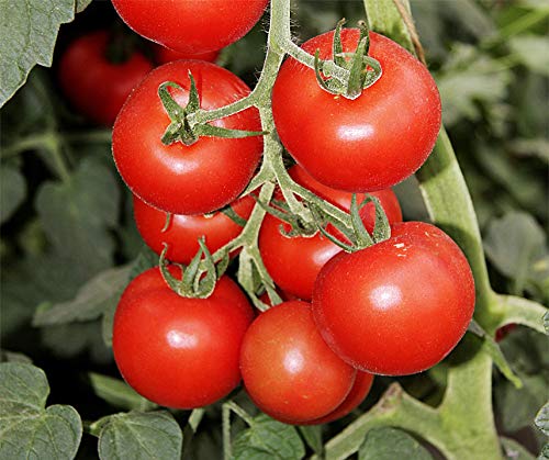 BIO-Tomatensamen Bolstar Granda Portion