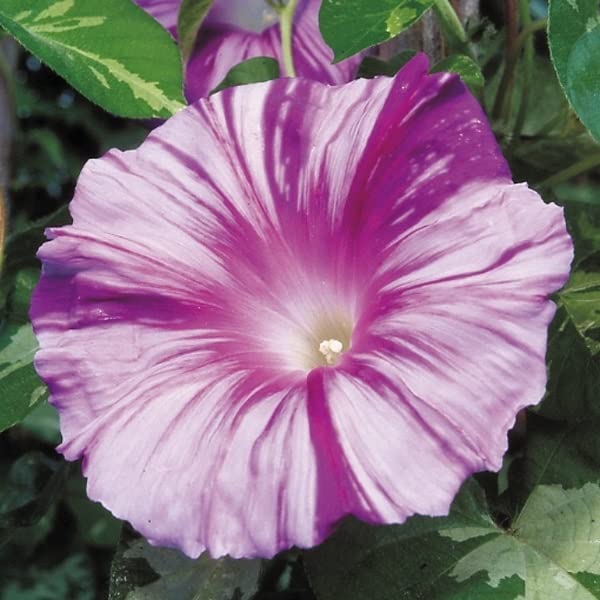 Amazon.co.jp: 種 花たね 日本朝顔 天の紫涼 1袋（10粒) / 花種