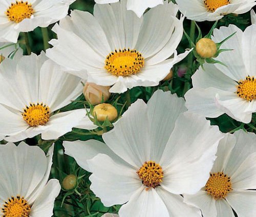 COSMOS SONATA WHITE DWARF Cosmos Bipinnatus - 100 Seeds