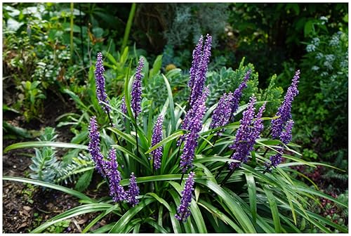 Stauden Gänge 3 x Liriope muscari ‚Moneymaker' im 1 Liter Topf (Ziergras/Staude/Winterhart/Mehrjährig/Stauden/Immergrün) Lilientraube - Pflegeleicht, robust und immer ein Gewinn