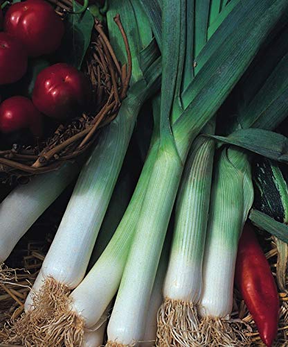 Portal Cool Vegetale - Porro - Jolant - 100 semi