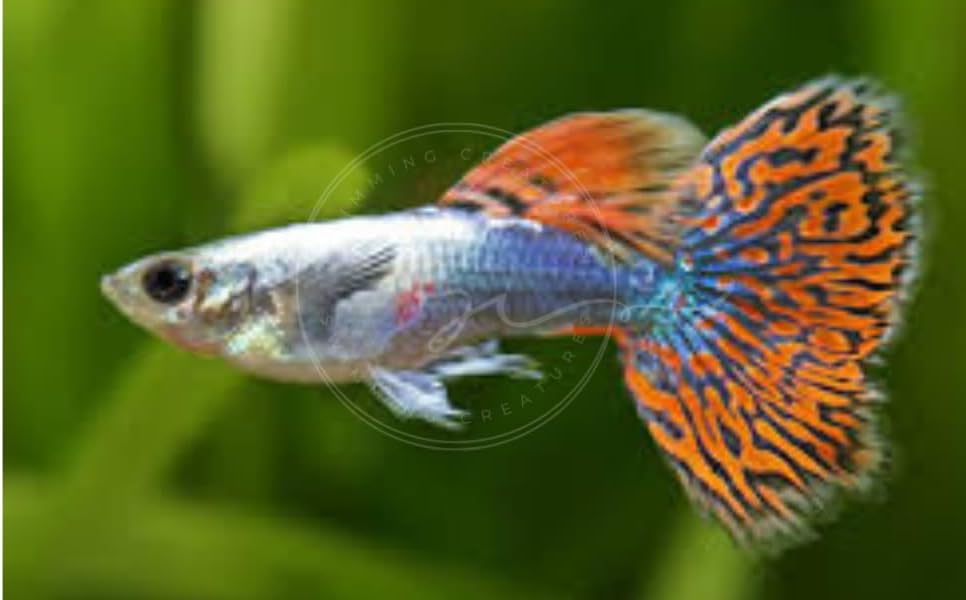 Miniatura 3 de Swimming Creatures Tropical Live Guppy Peces de Acuario de Agua Dulce (5 Dumbo Ear Macho Guppy)