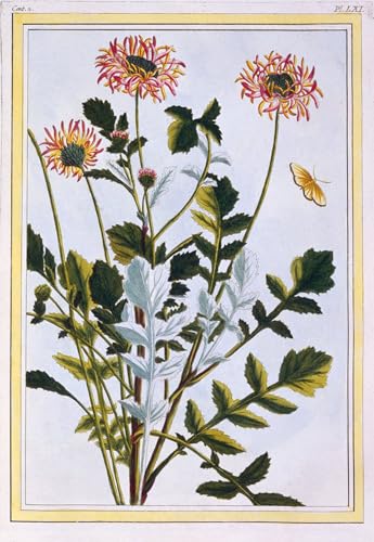 Pinturas Famosas Lienzo Arcotis etiope de Pierre Buchoz con Textura de Alta Fidelidad