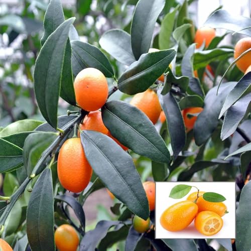 Image of All-Time12 Months Hybrid Grafted Guti Kolom Live Fruit Plant Original & Authentic Organic Tree for Outdoor Fast-Growing Fruit Plant Home Pack Of-1 (Sweet Lemon Fruit Plant, Medium)
