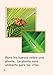 La vida de una mariposa (A Butterfly's Life) (Spanish Version) (TIME FOR KIDS® Nonfiction Readers) (Spanish Edition)