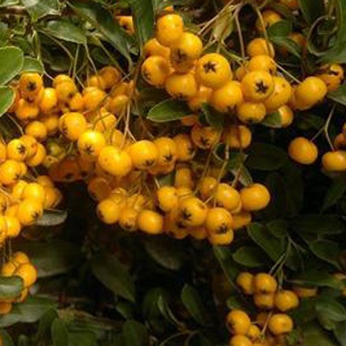 Pyracantha 'Golden Charmer' 15cm Pot Size