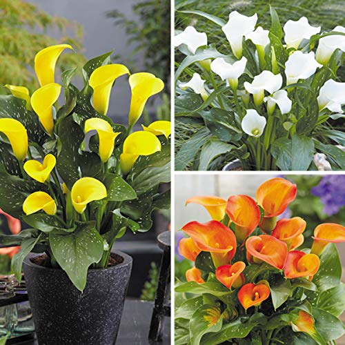 球根 セットの人気商品 通販 価格比較 価格 Com