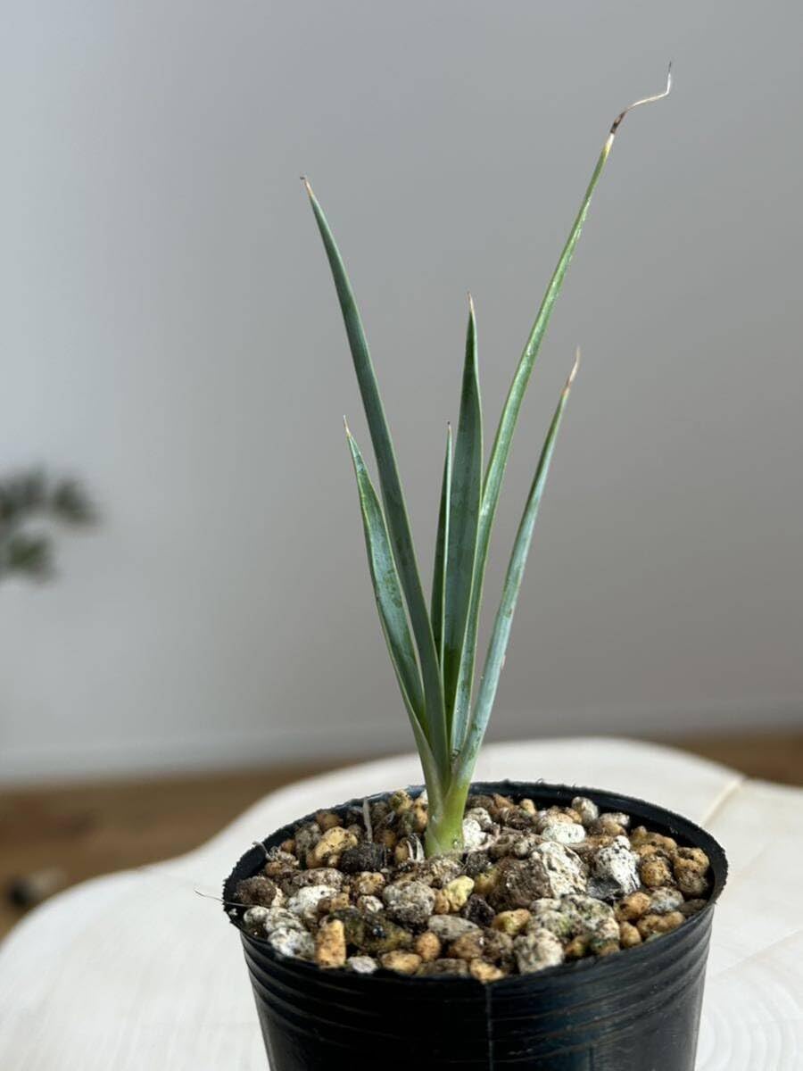 実生】ユッカロストラータ パ*ラ様 【実生】ユッカロストラータ