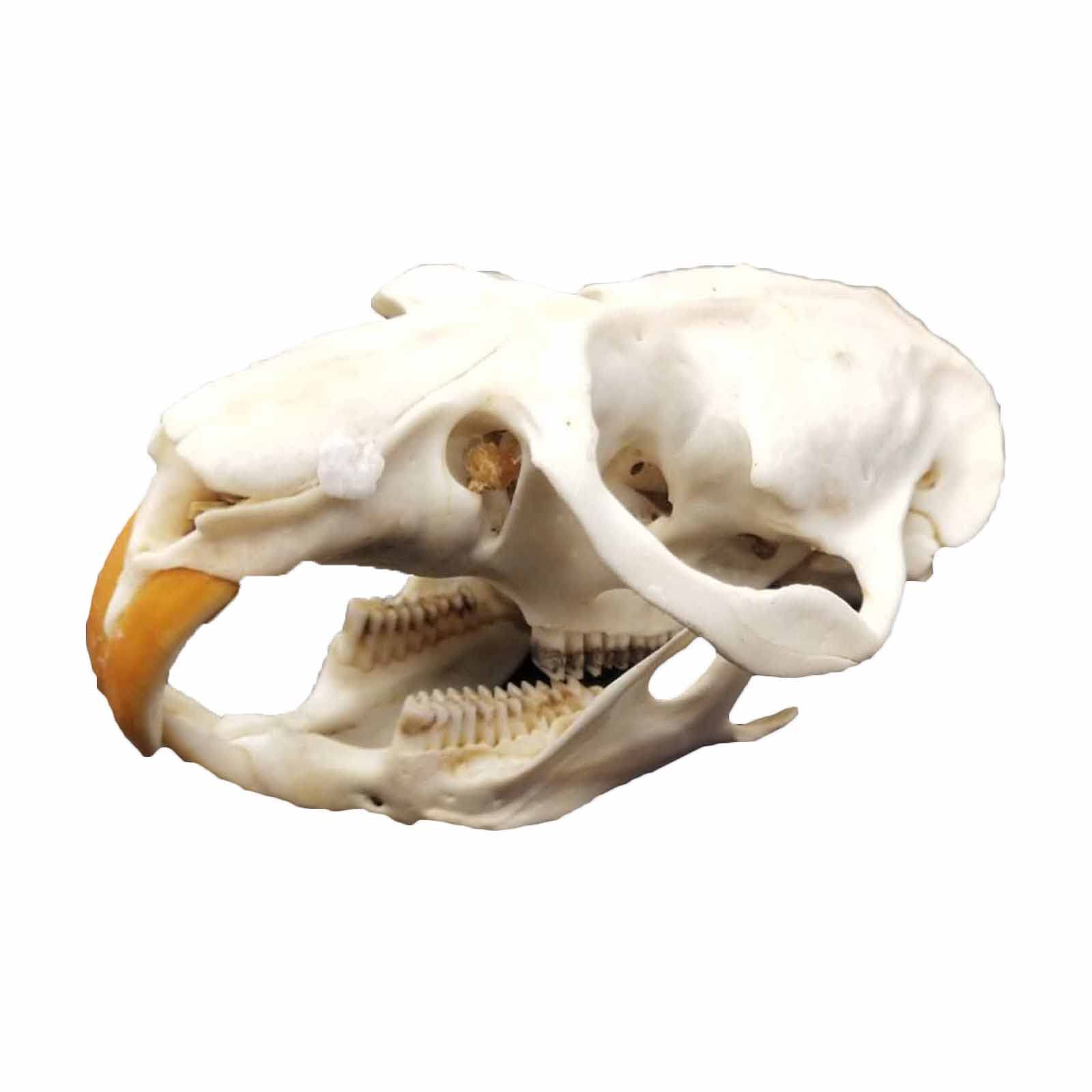 Amazon.co.jp: 動物の頭蓋骨 ネズミの頭蓋骨レプリカ 本物のネズミの