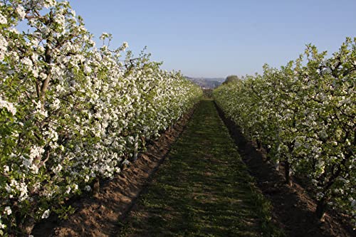 Mariangela Prunotto - Biologische Tomatensaus voor Pizza 340 gr - Image 6