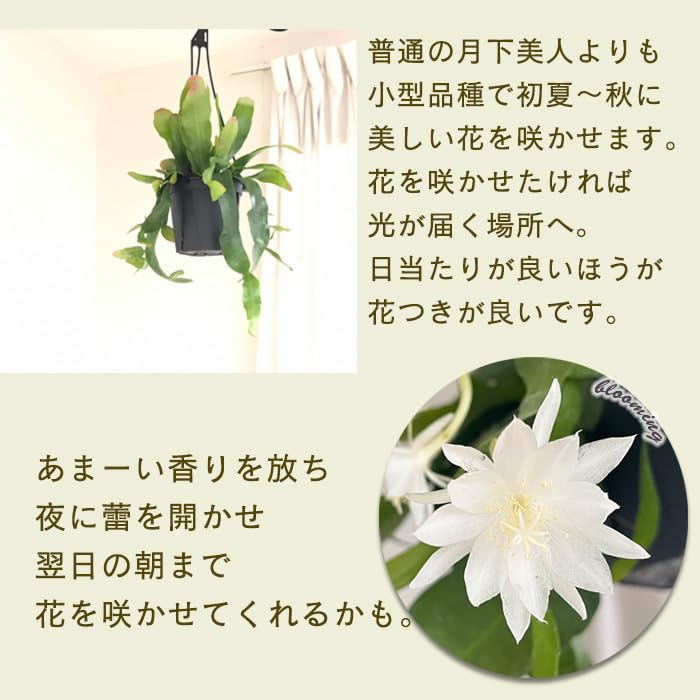 Amazon｜観葉植物 エピフィルムプミラム ヒメゲッカビジン 姫月