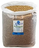 Wheatgerm floating winter koi feed pond pellets with spirulina (adult) 10kg