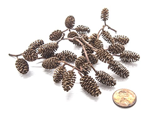 Aquatic Arts 50 Alder Cones | Shrimp Aquarium Decorations |Ph Reducer & Buffering Water Treatment |Freshwater Fish Tank Supplies/Accessories #TOP2