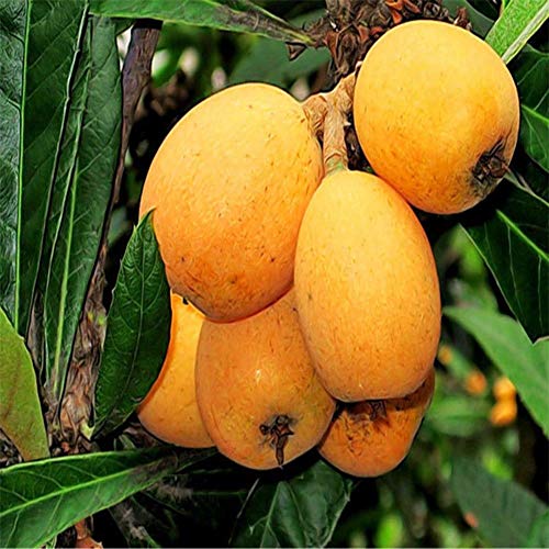 Maserfaliw Loquat Tree Seed 20Pcs Loquat Tree Seed Moistening Lung Relieving Cough Fruit Garden Yard Plant Loquat Seed