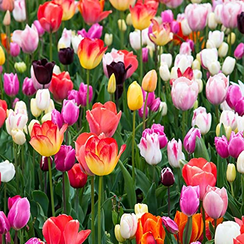 FernsFly® IMP. Tulip Charming Flower Bulbs Winter Flower Home Pot/Land Gardening Bulbs planting Blooming (Pack of 6 The Multi Mix Tulip) (B09D9NVFMH) Amazon Price History, Amazon Price Tracker
