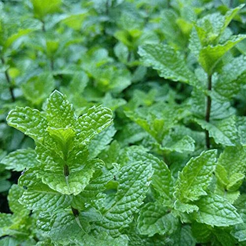 500 pièces Graines de menthe poivrée Jardin classique utilisé dans les jardins en pot largement utilisé comme cadeau pour la famille et les amis Cover