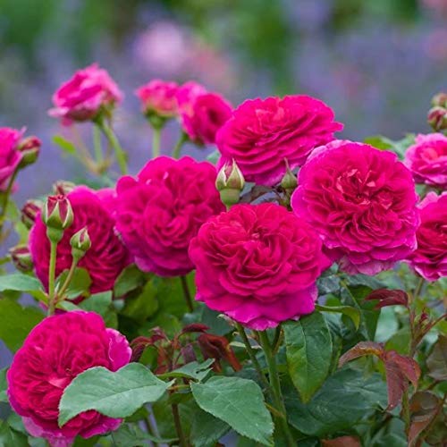 David Austin 'Gabriel Oak' Pink English Shrub Rose 6 Ltr Pot