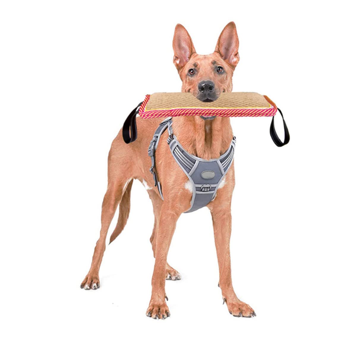 Sosoport 2pezzi Giocattolo Interattivo Per Cani Molar Morsetto Per Addestramento e Masticazione Resistente e Sicuro Per Allenamenti All Aperto e Giochi Di Masticazione Per Pet Dog