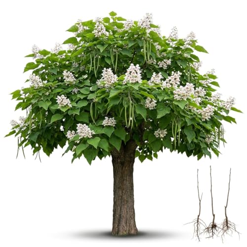 3 Catalpa Tree Live Plants – Hardy Flowering Shade Tree (Catalpa speciosa) – Large Heart-Shaped Leaves & Showy White Blooms – Fast Growing Landscape Tree – Starter Sapling (3 Trees)