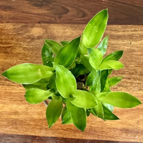 Image of Two layer lucky bamboo | For Living Room or Office table | indoor plants for good luck and air purification (Bamboo withoutpot)