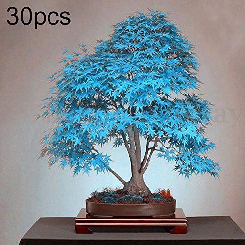 beautijiam 30Pcs Blue Maple Tree Seeds Ornamental Plant Home Office Garden Balcony Decor for Planting for Indoor and Outdoor