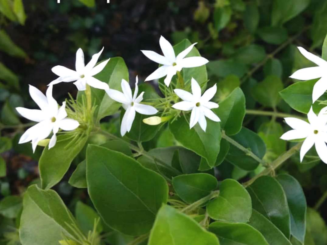 Plantzoin Downy jasmine Kund Jasminum multiflorum Kunda Live Plant