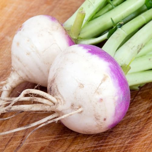 Buy4seeds 700 Seeds Organic Turnip Purple top White Globe Useful for Garden and Outdoor